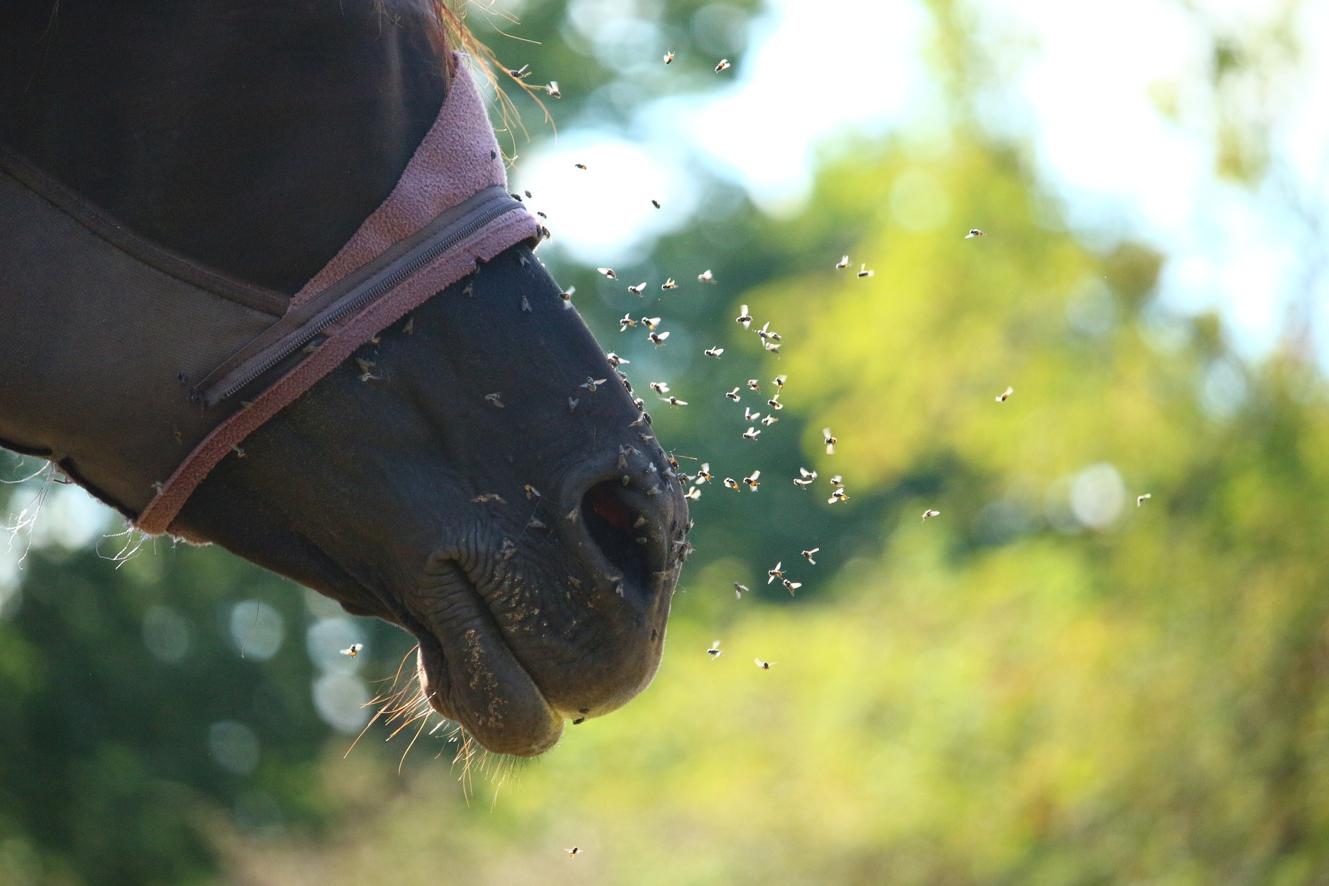 Los parásitos del caballo y su control Experiencia Veterinaria